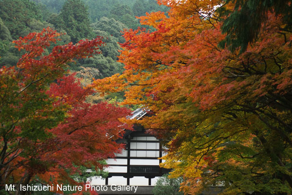 kyoto (043)